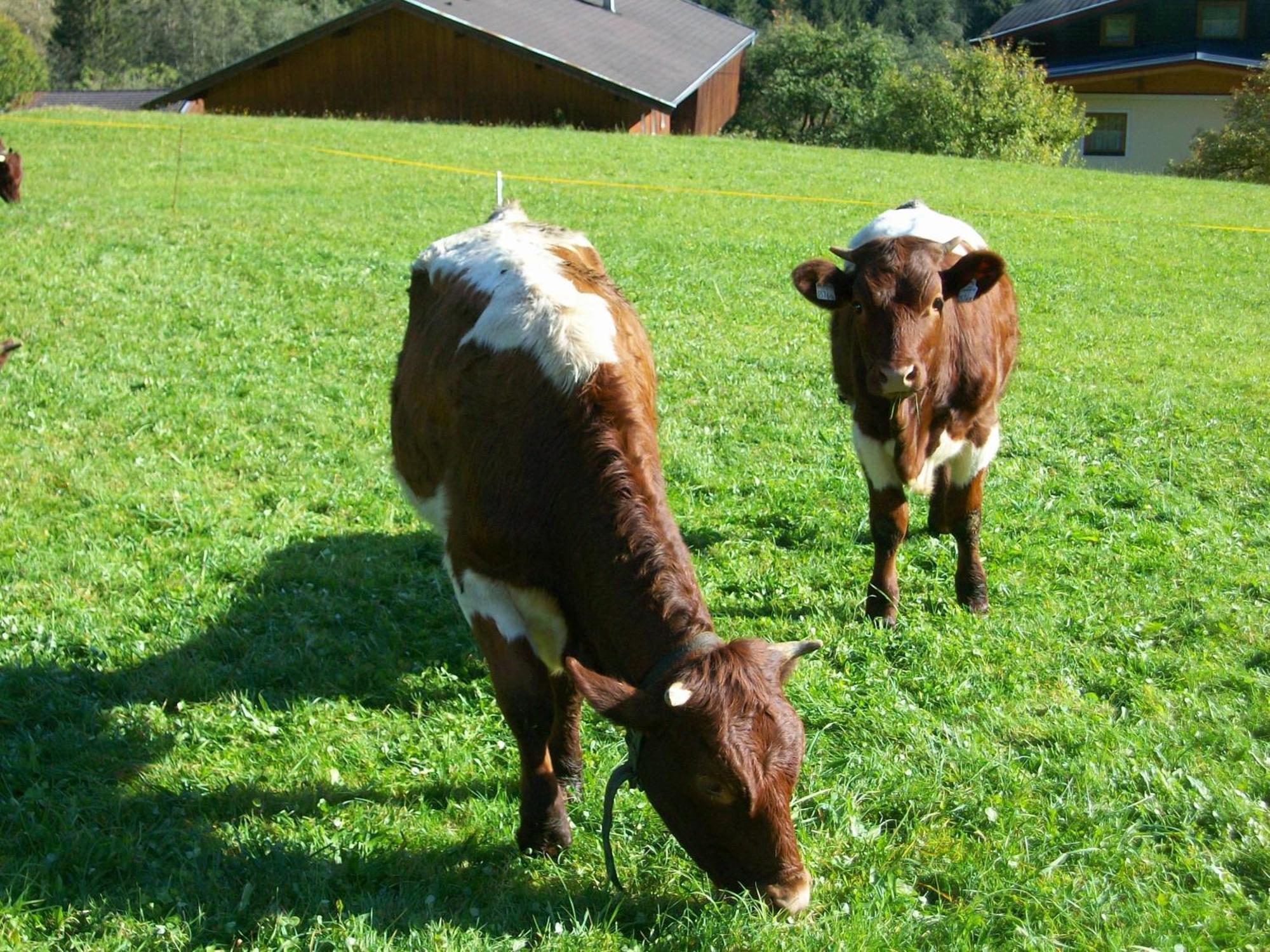 Oberschlassbergbauer Wald im Pinzgau Exterior foto